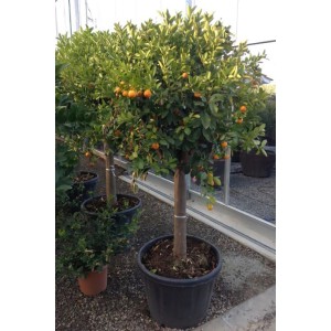 Albero da frutto sferico con piccoli frutti arancioni in vaso.