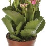 Calancola rosa (t.b.t.) in vaso marrone.