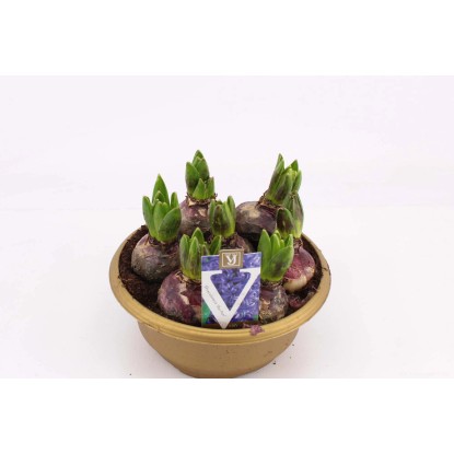 Ciotola per giacinti Hyacinthus orientalis in vari colori vaso Ø ca. 20 cm