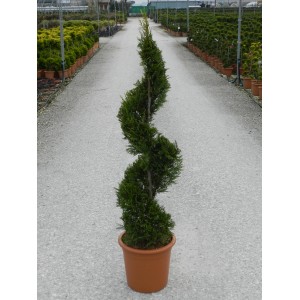 Cipresso gigante 'Castlewelland Gold' in vaso, altezza circa 100 cm, taglio a spirale.