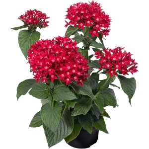 Pentas Bee Bright Red rossa in vaso, pianta fiorita per balcone e terrazza.