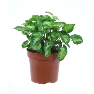 GROW by OBI Pothos Arrow in vaso, pianta da interno verde con foglie variegate.