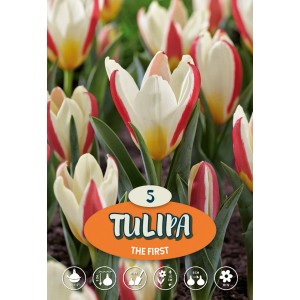 Bulbo da fiore Tulipa 'Tarafa', tulipani rossi e bianchi, 5 pezzi, fiore primaverile.