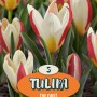 Bulbo da fiore Tulipa 'Tarafa', tulipani rossi e bianchi, 5 pezzi, fiore primaverile.