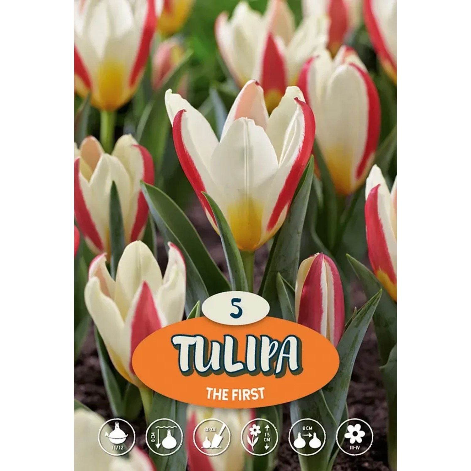 Bulbo da fiore Tulipa 'Tarafa', tulipani rossi e bianchi, 5 pezzi, fiore primaverile.