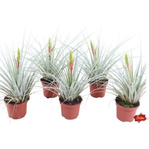 Tillandsia Iopinata Vaso Ø 9 cm