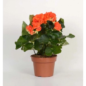 Begonia Mocca arancione vaso 14 cm