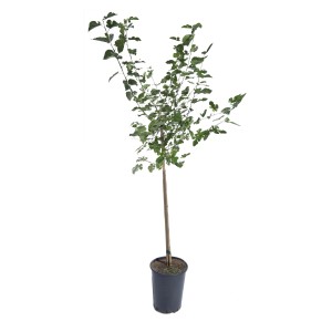 Giovane albero da frutto in vaso, foglie verdi. Ideale per il giardino.