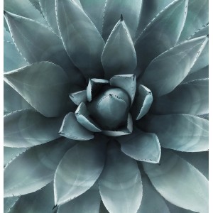 Primo piano di un'agave Quadri blu-verde. Pianta d'appartamento decorativa.