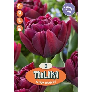 Bulbi tulipano Double Early Alison Bradley Viola