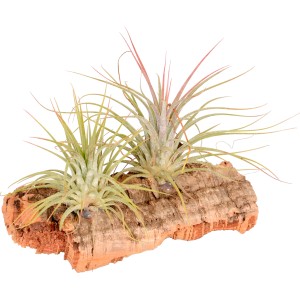 Piccola composizione di Tillandsia con 2 piante su legno di sughero, decorativa.