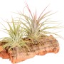 Piccola composizione di Tillandsia con 2 piante su legno di sughero, decorativa.
