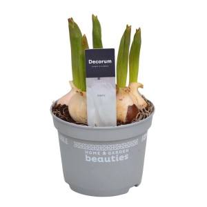 Bulbi di tulipano in vaso, 't.b.t.', germogli verdi. Pianta d'appartamento decorativa per la primavera.