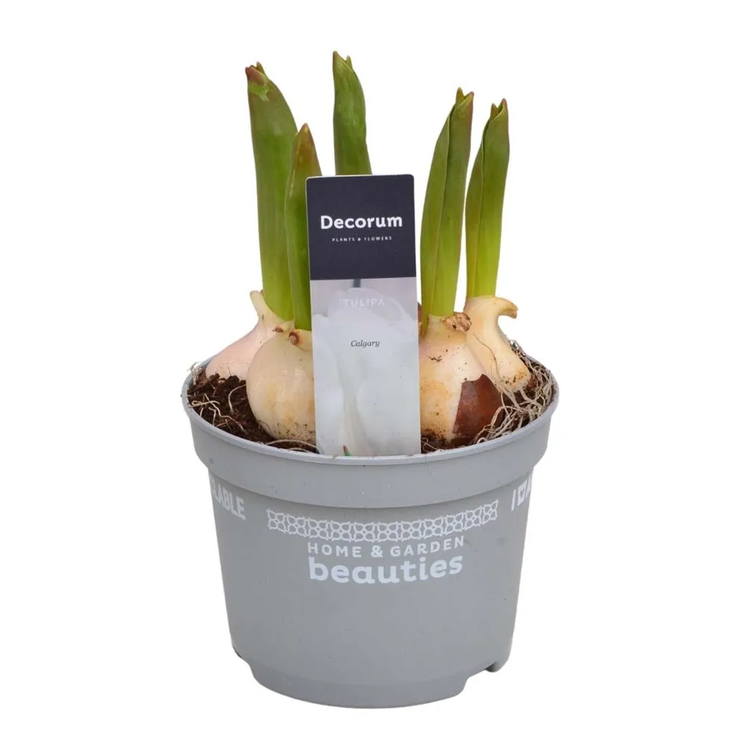 Bulbi di tulipano in vaso, 't.b.t.', germogli verdi. Pianta d'appartamento decorativa per la primavera.