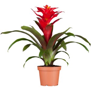 GROW by OBI Guzmania Optima con brattee rosse in vaso (Ø 12cm).