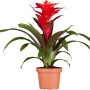 GROW by OBI Guzmania Optima con brattee rosse in vaso (Ø 12cm).