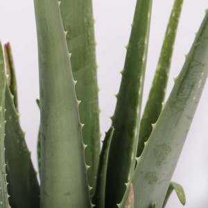 Aloe vera Piante grasse vaso Ø 18 cm