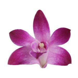 Primo piano di un'orchidea di bambù Star Class (Dendrobium) viola.