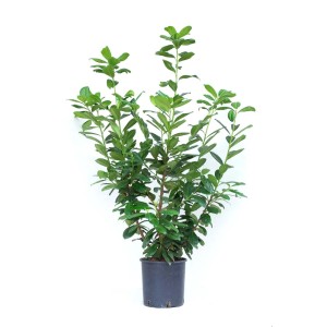 Lauroceraso Caucasica in vaso con foglie verdi.