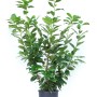 Lauroceraso Caucasica in vaso con foglie verdi.