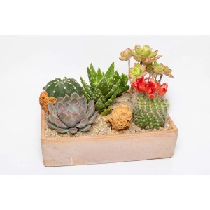 Vari cactus e piante grasse in un vaso rettangolare.