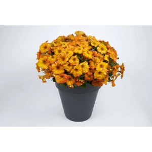 Fiore primaverile arancione in vaso, ideale per balcone e giardino.