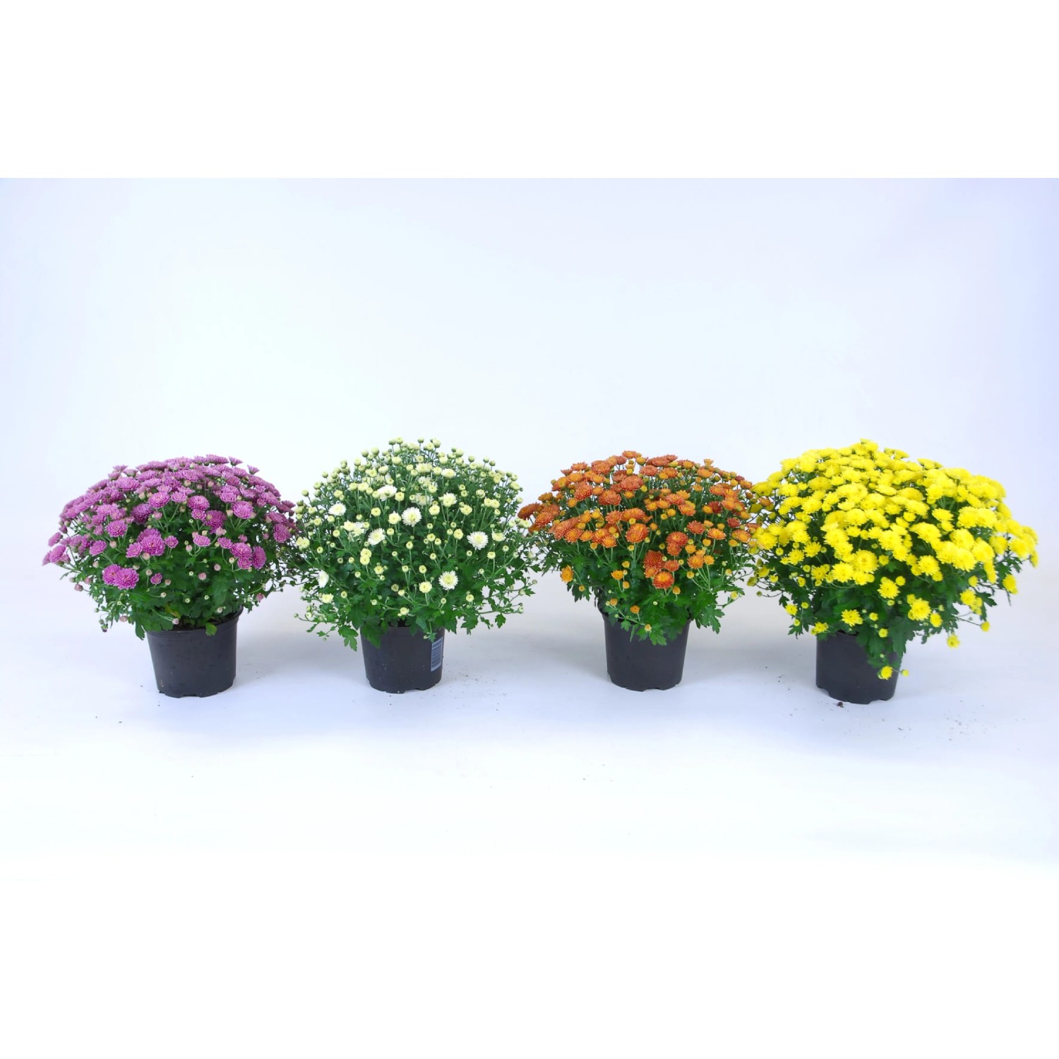 Crisantemi (t.b.t.) di vari colori in vaso.