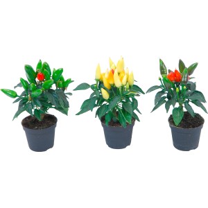 Peperoncino ornamentale Mini Mix in vaso, vari colori. Peperoncino decorativo per davanzale.