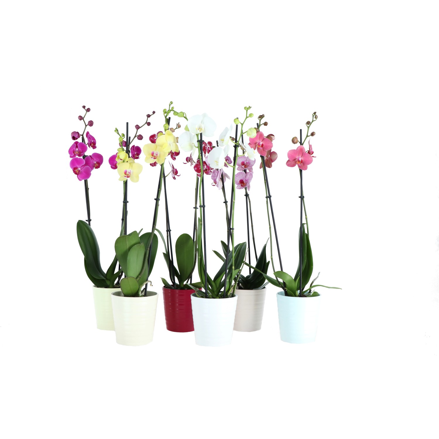 PHALAENOPSIS ORCHIDEA A 2 Rami Pianta Vera Vaso 12 Colore A Sorpresa EUR  11,99 - PicClick IT