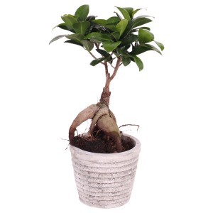 Ficus da interno in vaso, bonsai decorativo con foglie verdi.