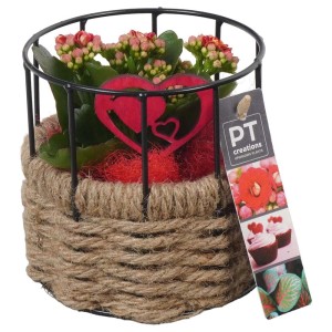 Pianta da interno fiorita in cesto di filo metallico con juta e cuore decorativo.