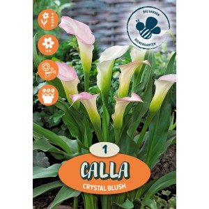 Calla Black Eyed Beauty Creme, fiore estivo color crema per aiuole e vasi.