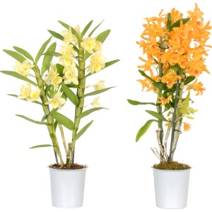 Orchidea di bambù Nobilee giallo-arancio, 2 steli in vaso. Pianta da interno.