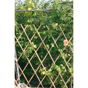 Grigliato in legno con rose rampicanti. Ideale come supporto per piante in giardino.