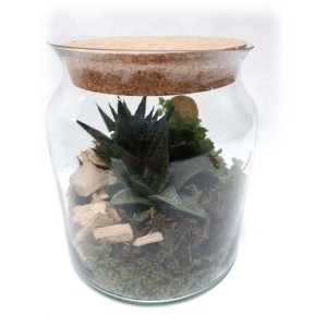 Vaso di vetro con piante grasse e muschio, coperto di sughero. Pianta decorativa da interno.