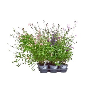 Salvia da fiore in vaso Ø 14 cm colori assortiti