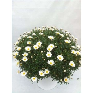 Margherita bianca vaso ø 18 cm