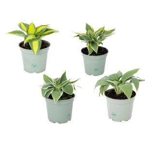 Diverse piante di Hosta in vaso, foglie nei toni del verde e del giallo.