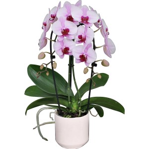 Orchidea Phalaenopsis rosa in vaso di ceramica, diametro vaso circa 12 cm.
