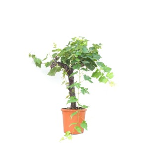 Giovane vite in vaso con foglie verdi. Albero da frutto ideale per giardino o balcone.