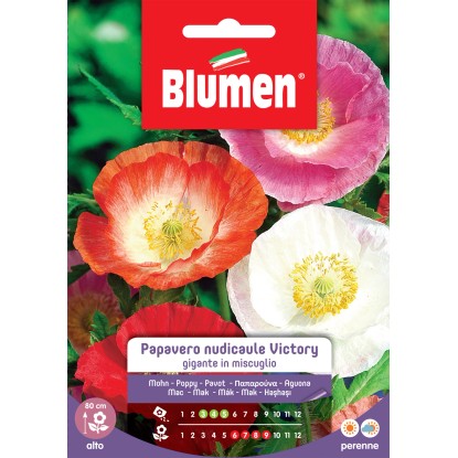 Blumen papavero Victory gigante in miscuglio
