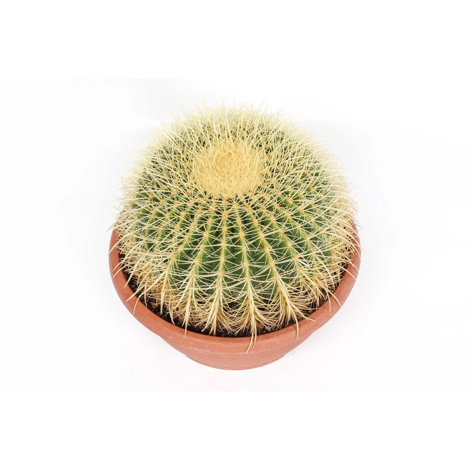 Cactus (t.b.t.) rotondo e verde con spine gialle in vaso di terracotta.
