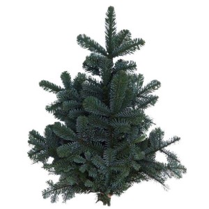 Piccola pianta autunnale verde in vaso. Pianta decorativa da interno per l'autunno.