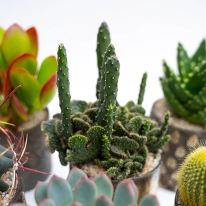 Primo piano di un cactus t.b.t., vari tipi di cactus in vaso.