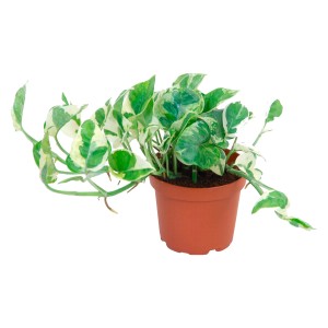 Pothos 'N Joy' in vaso, pianta d'appartamento rampicante decorativa con foglie verdi e bianche.