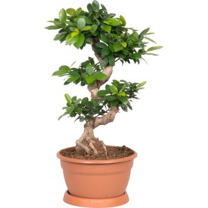 Bonsai Ficus Ginseng in vaso marrone, altezza circa 65-80 cm, con tronco a forma di S e foglie verdi.