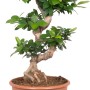 Bonsai Ficus Ginseng in vaso marrone, altezza circa 65-80 cm, con tronco a forma di S e foglie verdi.
