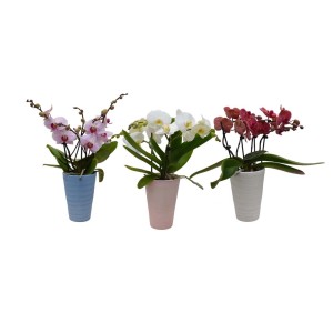 Tre composizioni di piante da interno t.b.t. in vasi colorati.