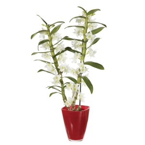 Orchidea bianca in vaso rosso. Elegante pianta da interno per la tua casa.