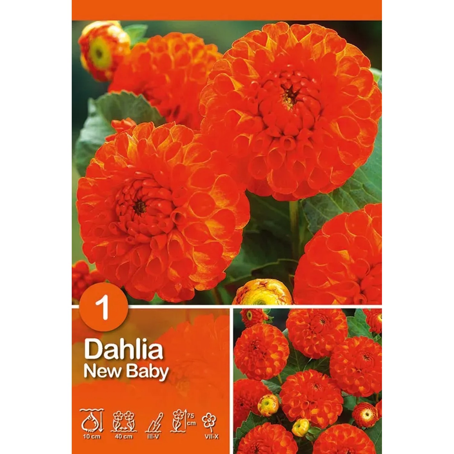 Dalia arancione 'New Baby', fiore a pompon, ideale per aiuole e fiori recisi.